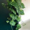 Plante artificielle Vert Espace