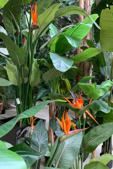 Plantes artificielles tropicales